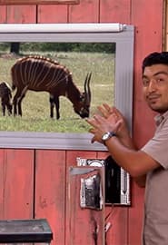 Bongo antilopasi va Bo'g'ma ilon. Hayvonot Zamini 2-fasl 8-ko'rsatuv