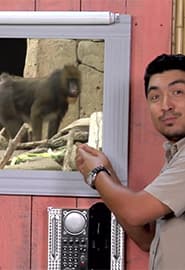 Mandrill va Imu tuyaqushi. Hayvonot Zamini 2-fasl 9-ko'rsatuv