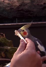 Qushlar. Hayvonot Zamini 3-fasl 11-ko'rsatuv