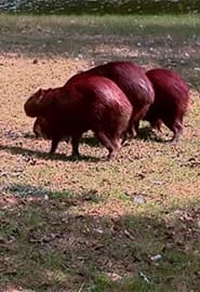 Janubiy Amerika hayvonlari. Hayvonot Zamini 3-fasl 2-ko'rsatuv