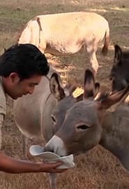 Og'ir yuk tashuvchi hayvonlar. Hayvonot Zamini 3-fasl 5-ko'rsatuv