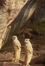 Afrika hayvonlari. Hayvonot Zamini 3-fasl 7-ko'rsatuv