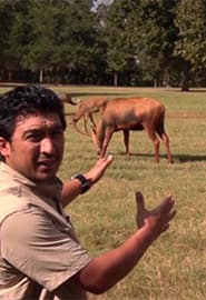 Kiyiklar. Hayvonot Zamini 3-fasl 9-ko'rsatuv