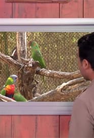 Lorikit to'tiqushi va Alligator. Hayvonot Zamini 2-fasl 1-ko'rsatuv