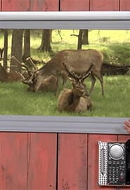 Evropa qizil kiyigi va Boyo'g'li. Hayvonot Zamini 2-fasl 6-ko'rsatuv